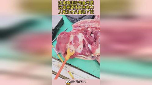 这猪肉还没完全死透,这真是顽强的生命力,人类为什么要杀了它