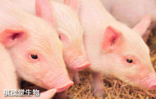 养猪禁用抗生素该如何防治猪病 怎样无抗防控猪场呼吸道病 猪场防治猪病妙招