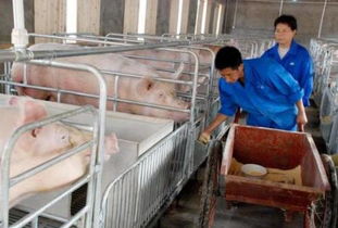 赵辉 猪价低要想不亏本只有从这方面下功夫了