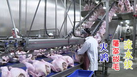 德国现代化猪肉分割加工厂,整猪搅成肉末烟熏变成香肠
