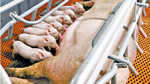 中国的猪肉自给 发展 粮食自给 的同时努力做到 吃肉自给