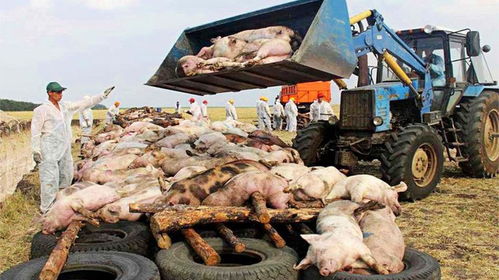 美国人不吃猪肉,为啥还能成养猪大国 到工厂转一圈瞬间明白