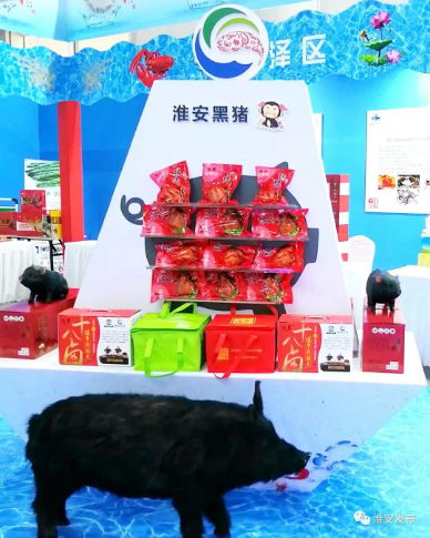 淮味千年 无抗黑猪自然养,淮安黑猪 味醇香