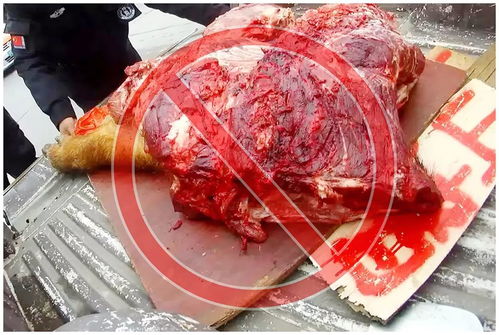 路边摊惊现 山猪肉 但没想到会是这个结局