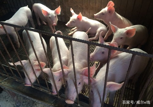小威今日话题 这碗 猪肉粉 是给猪吃的