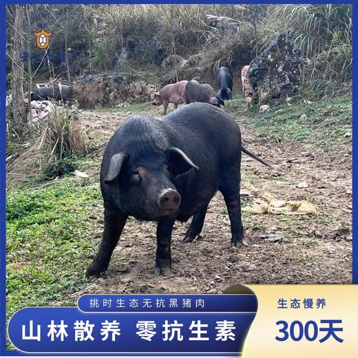 【3分起发】生态无抗黑山猪 500g/份 精分割 慢养300天