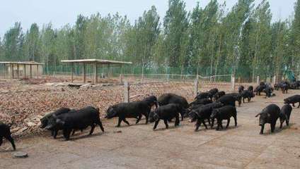 在这个瘦肉精猪、抗生素猪肉围追截堵的时代,你家孩子太危险了!