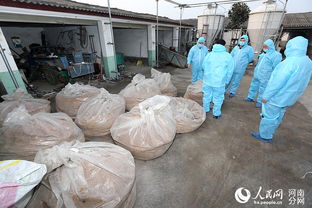 无激素饲料养出 绿色 猪 河南无抗猪肉上市民餐桌